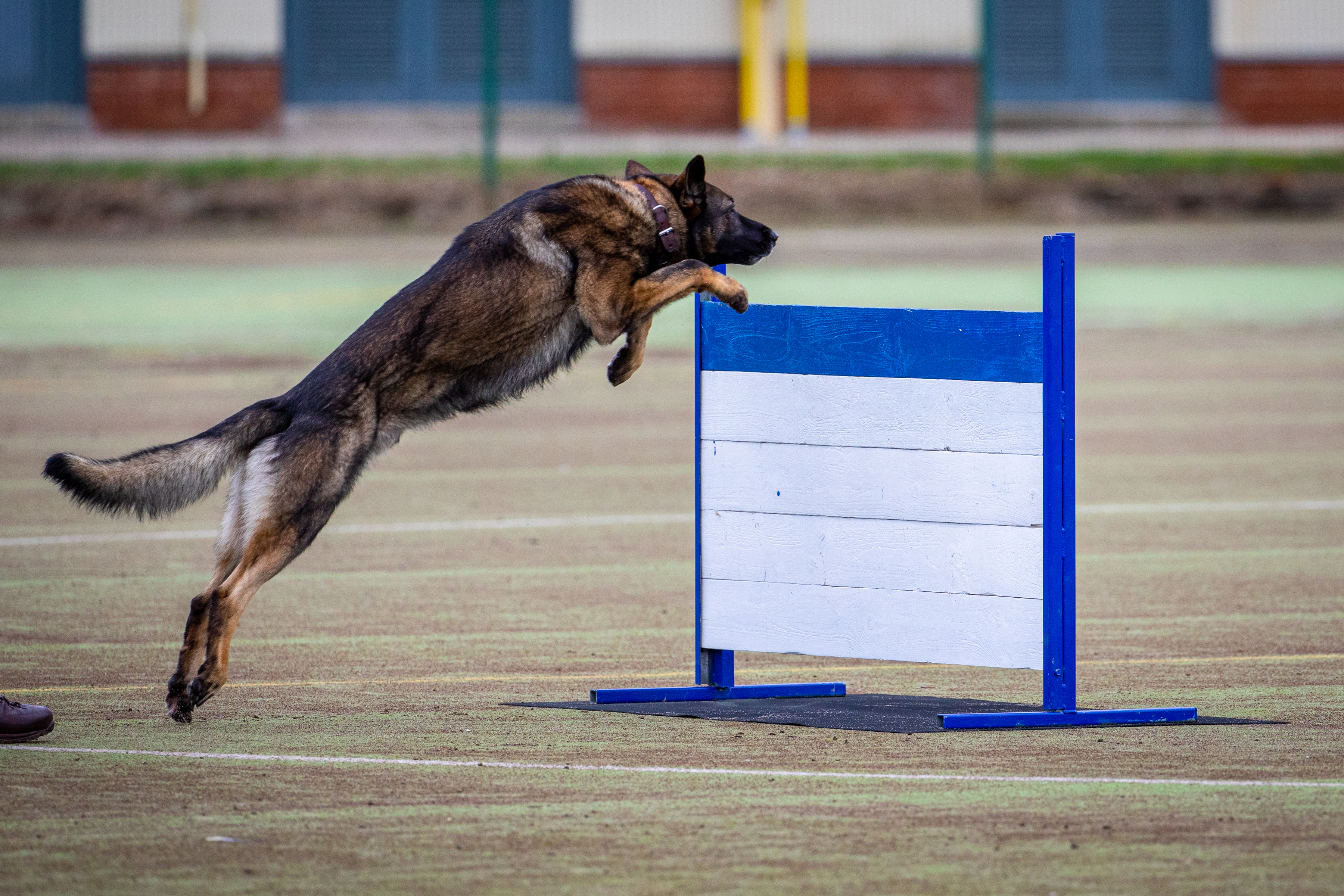 Image shows Military Working Dog jumping over hurdle.